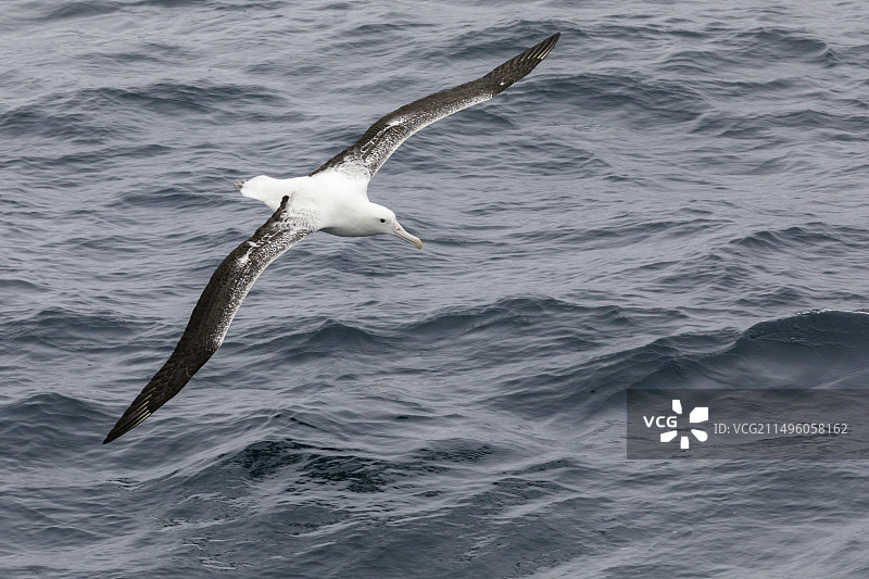 新西兰坎贝尔岛的南皇家信天翁图片素材