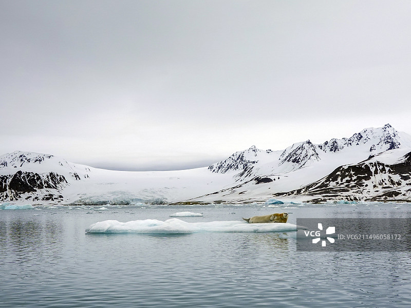 在斯瓦尔巴群岛冰上的髯海豹图片素材
