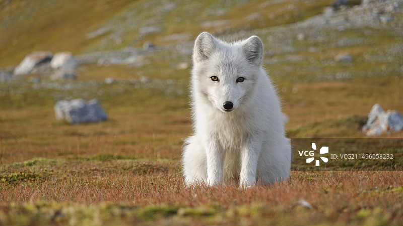 北极斯匹次卑尔根群岛冻原上的北极白狐图片素材
