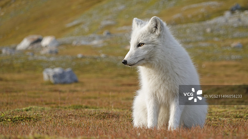 北极斯匹次卑尔根群岛冻原上的北极白狐图片素材