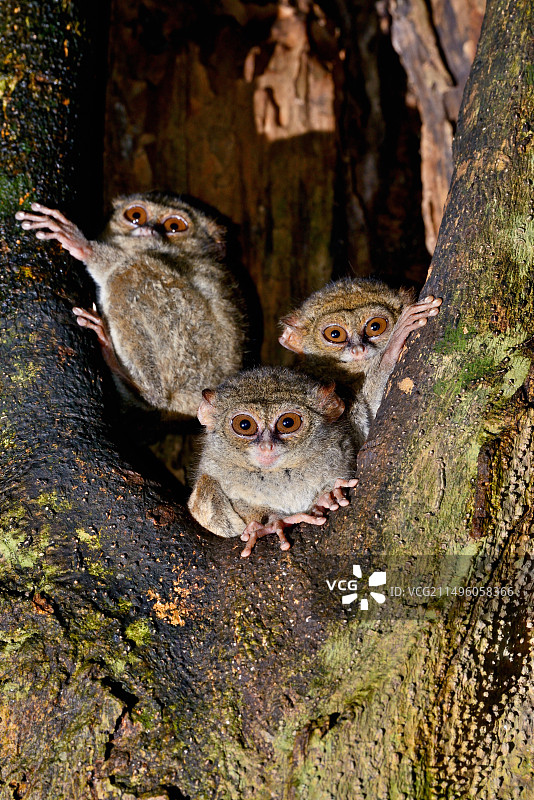 格尔斯基眼镜猴图片素材