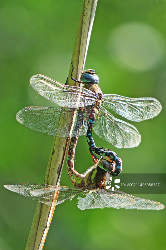 秋季，游隼蜻蜓在罗伯特索和旺泽瑙国家自然保护区的池塘边，芦苇茎上交配，法国阿尔萨斯图片素材