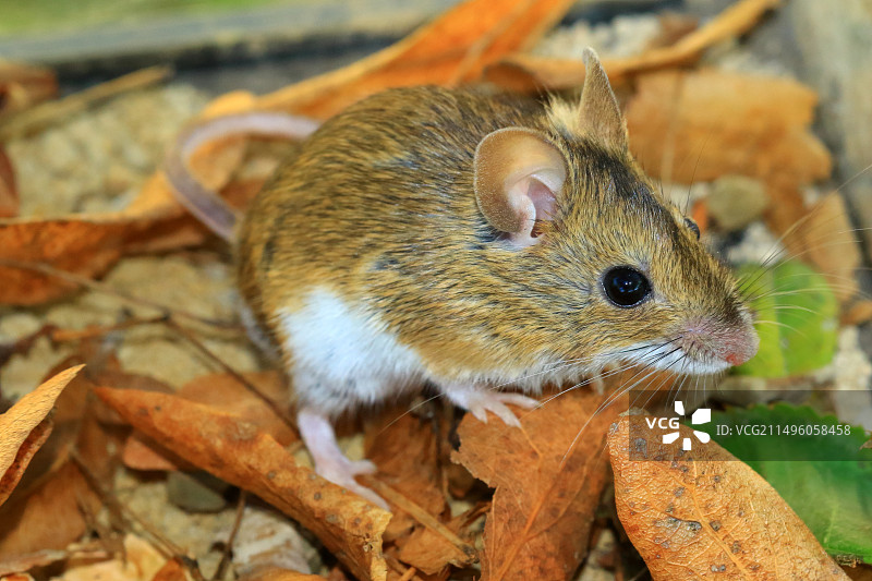 法国德龙省的长尾田鼠图片素材