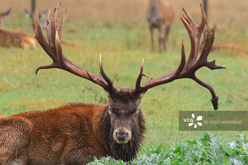 雄性欧洲赤鹿（Cervus elaphus）在法国滨海阿尔卑斯省休息图片素材
