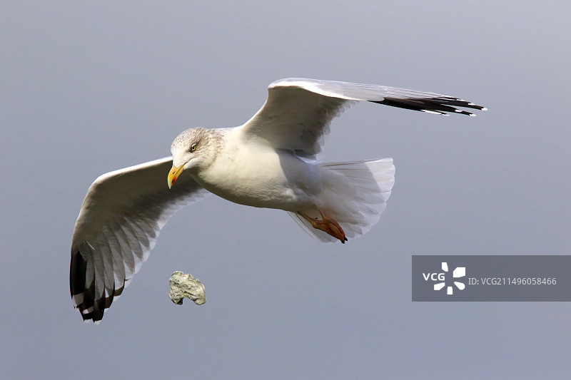 在法国卢瓦尔大西洋皮里亚克飞翔中捕食猎物的银鸥图片素材