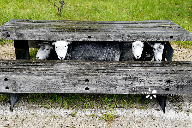 法国布罗尼亚尔25生态牧场木桌下的绵羊图片素材