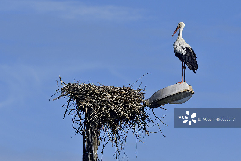 法国贝尔福地区奥特雷谢讷：建在灯柱上的白鹳巢图片素材