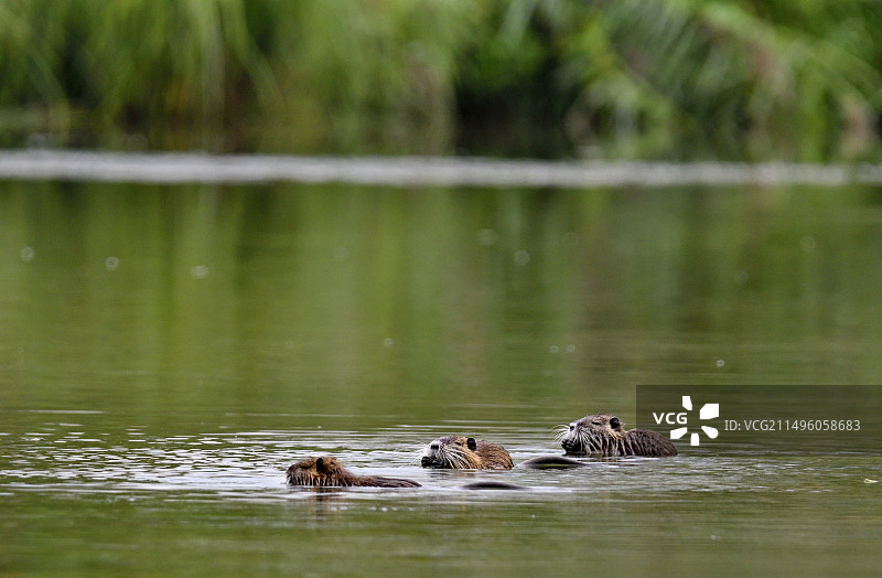 海狸鼠一家在水中，法国图片素材