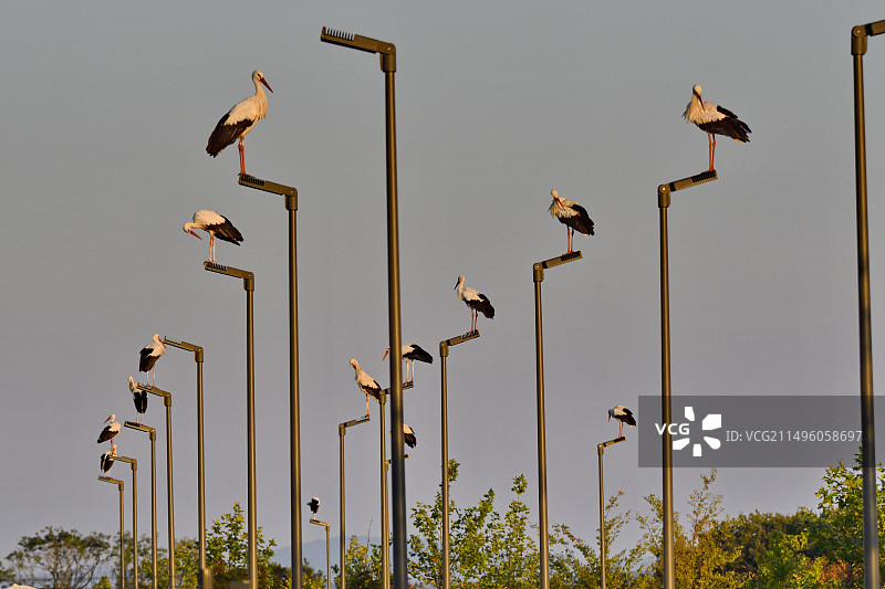白鹳（Ciconia ciconia），在法国杜省布罗尼亚尔的路灯上迁徙停留图片素材