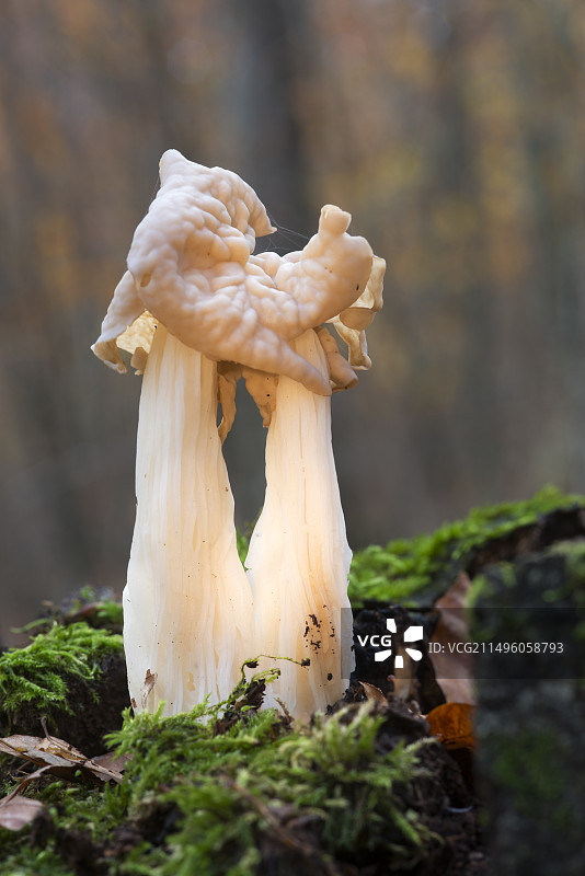 法国北部孚日地区自然公园的白色皱柄羊肚菌图片素材