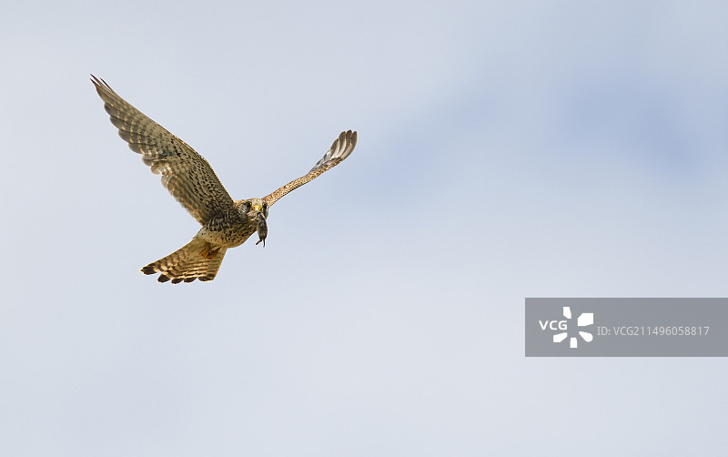 红隼（Falco tinnunculus）雌鸟飞行中，嘴里叼着田鼠，法国北部孚日地区自然公园图片素材