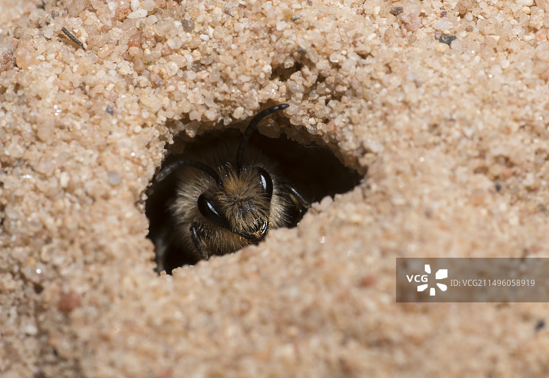 法国北部孚日地区自然公园的春季采矿蜂图片素材