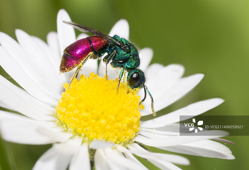 姬蜂与雏菊，法国北部孚日地区自然公园图片素材