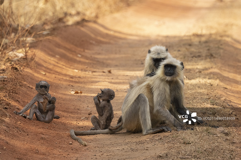普通叶猴，印度班达迦国家公园图片素材
