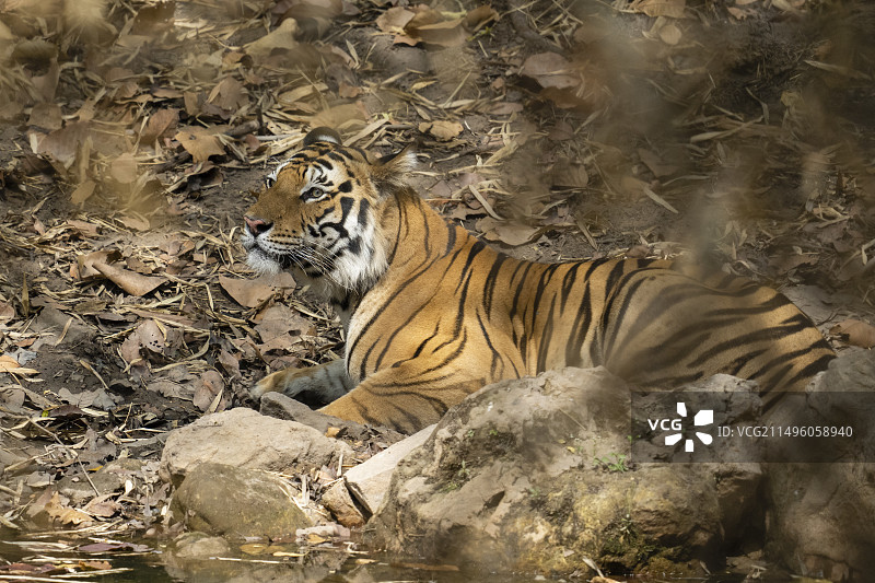 孟加拉虎（Panthera Tigris），印度班达迦国家公园图片素材
