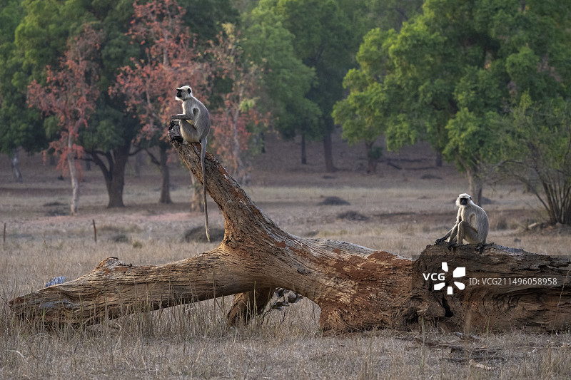 普通叶猴，班达迦国家公园，印度图片素材