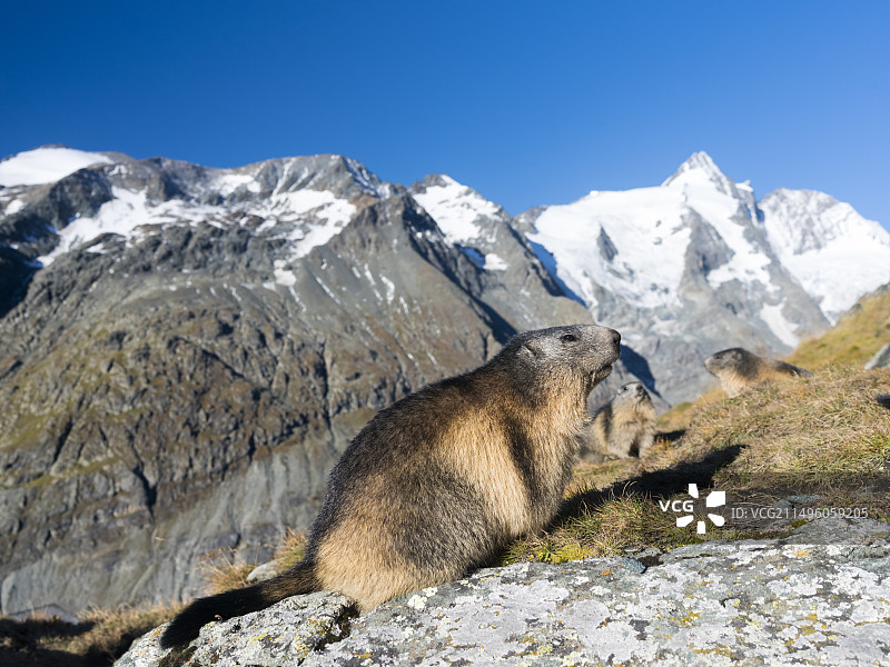 欧洲格罗斯格洛克纳山附近高地陶恩国家公园的旱獭图片素材