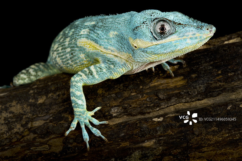 蓝色丽 Anolis equestris potior蜥蜴图片素材
