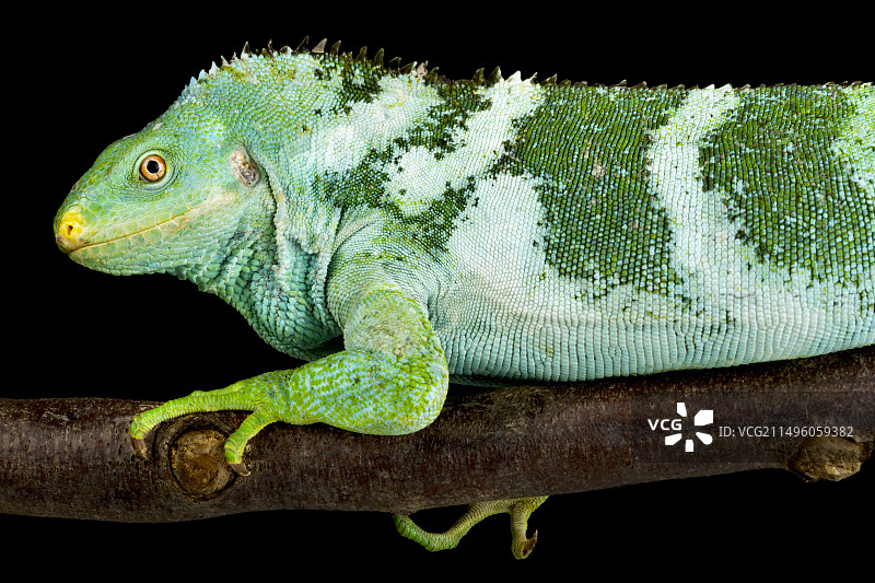 斐济凤头鬣蜥（Brachylophus vitiensis）Makyata岛图片素材