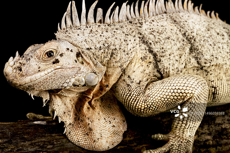 格林纳丁斯粉红鬣蜥图片素材