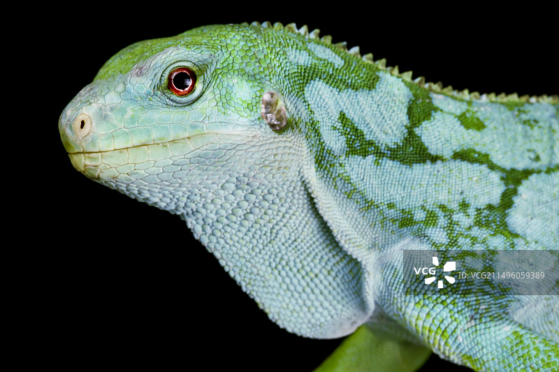 劳氏带状鬣蜥图片素材