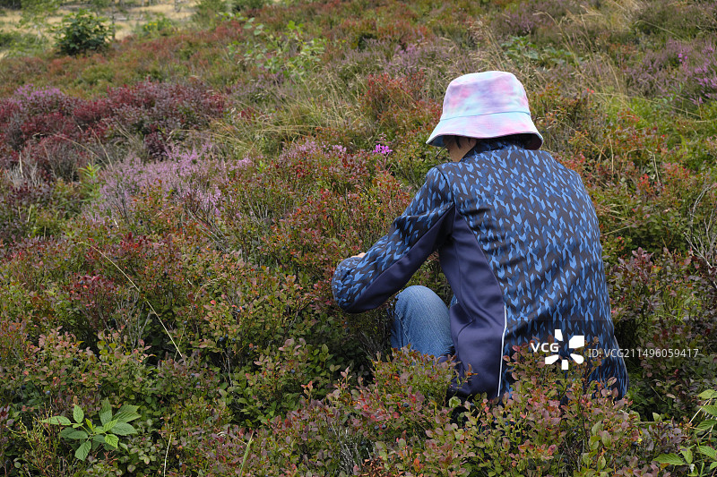 八月在法国上索恩省贝尔法伊的谢夫雷尔山口采摘蓝莓图片素材