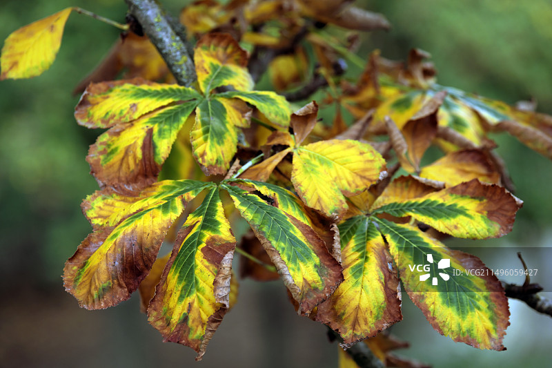 法国贝尔福公园的欧洲七叶树秋叶图片素材