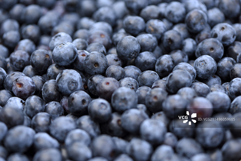 篮子，蓝莓丰收 (Vaccinium corymbosum)，科特山上的果园，珀蒂马尼，贝尔福地区，法国图片素材