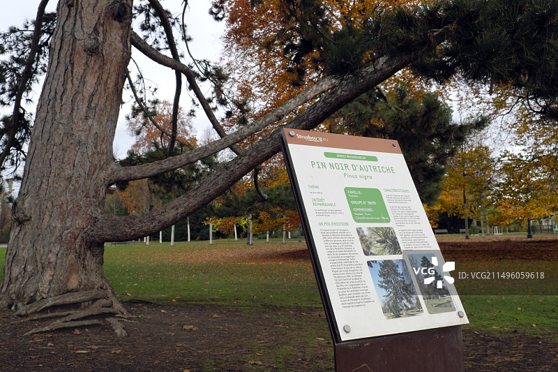 奥地利黑松，板材，桔园，被联合国教科文组织列为世界遗产，斯特拉斯堡，下莱茵省，法国图片素材