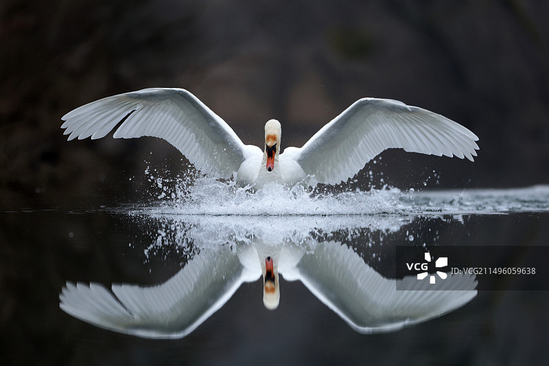 疣鼻天鹅（Cygnus olor）降落，翅膀展开，水中倒影，法国阿尔萨斯图片素材