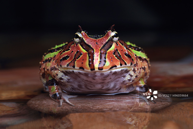 水中石头上的华丽角花蟾图片素材