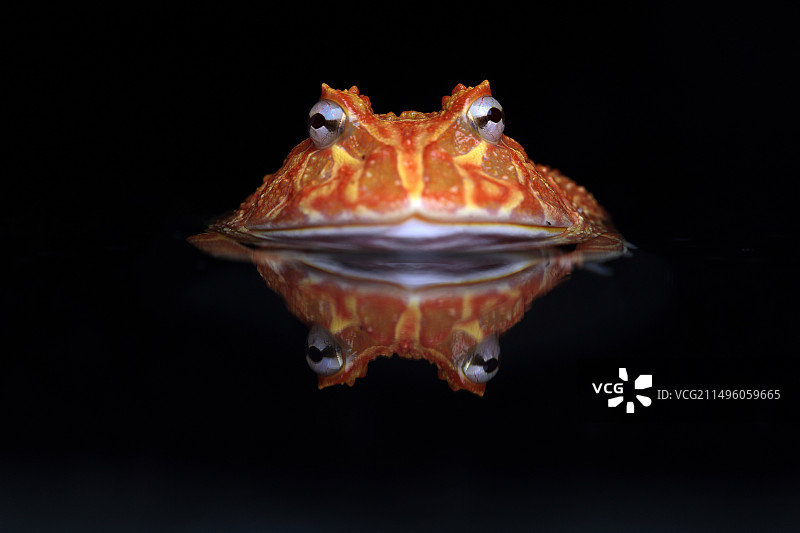 黑色背景上带角的华丽蛙图片素材