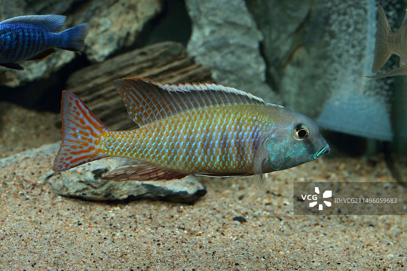 水族箱中的白 Lethrinops albus Kande 岛雄性图片素材