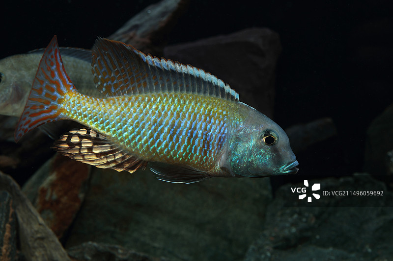 水族箱中的白 Lethrinops albus Kande 岛雄性图片素材