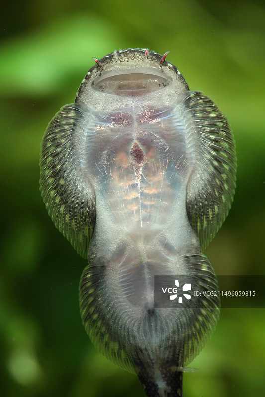 腹吸鳅（Gastromyzon punctulatus），鱼缸腹侧面图片素材