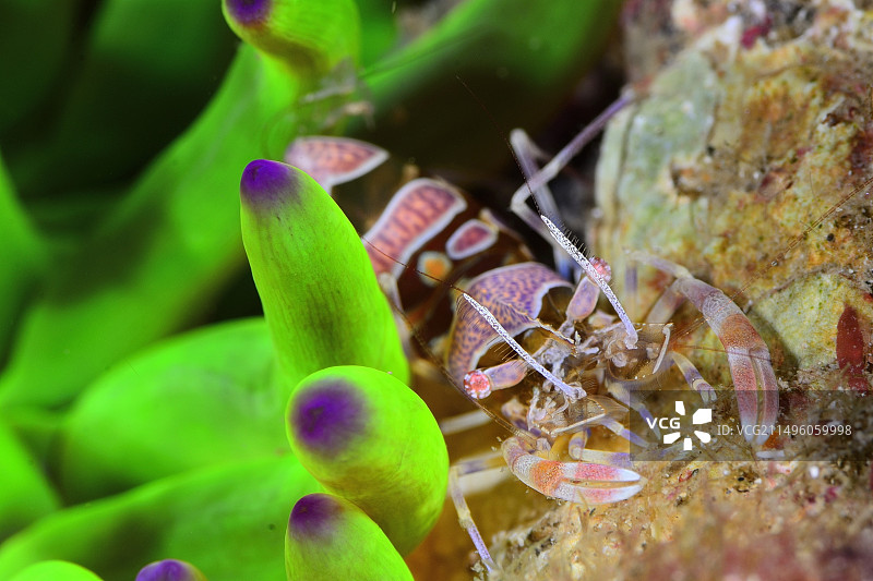 海葵里的箭形玻璃虾，地中海，西班牙赫罗纳图片素材