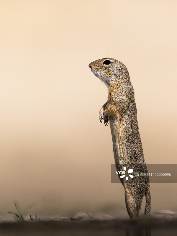 站在匈牙利土地上的地鼠图片素材