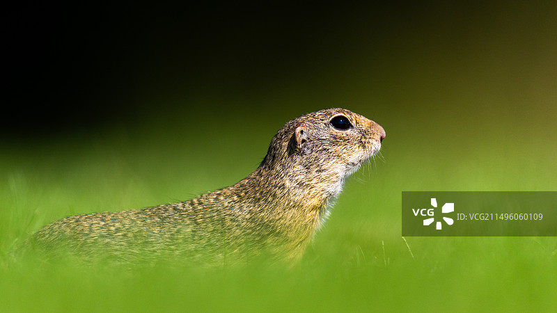 匈牙利草地上的地鼠图片素材