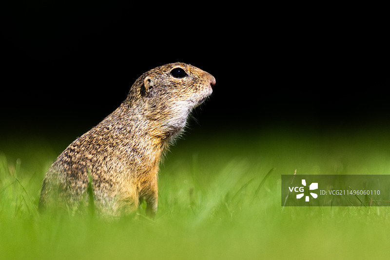 匈牙利草地上的地鼠图片素材