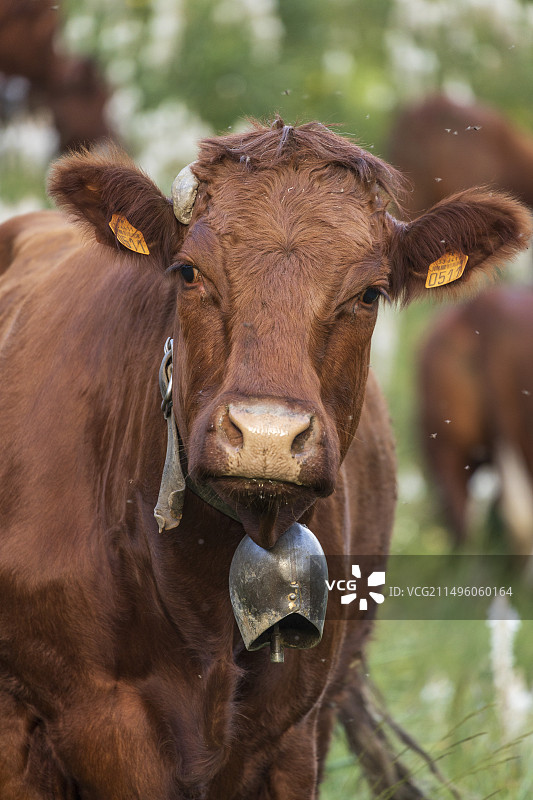 法国高山草甸上的萨莱牛图片素材