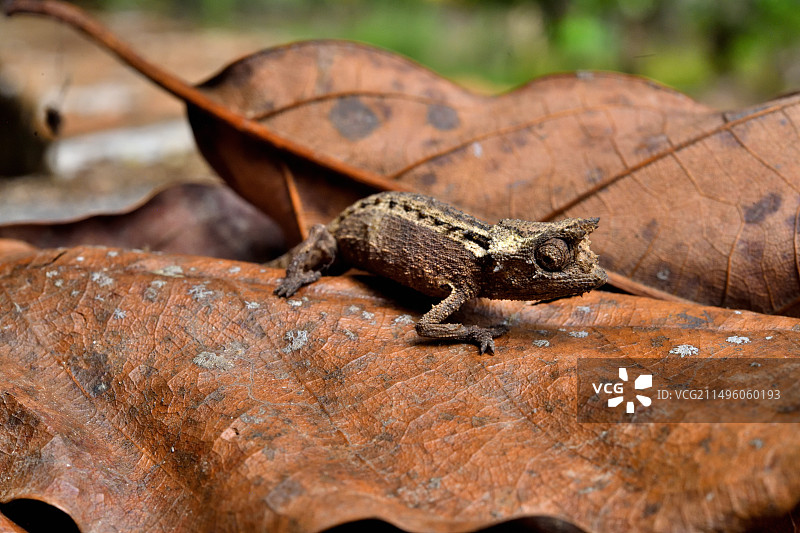 多默格叶变色龙在手指上，马达加斯加图片素材