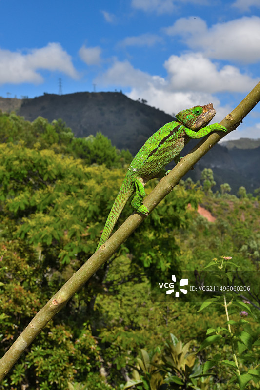 马达加斯加环角变色龙图片素材