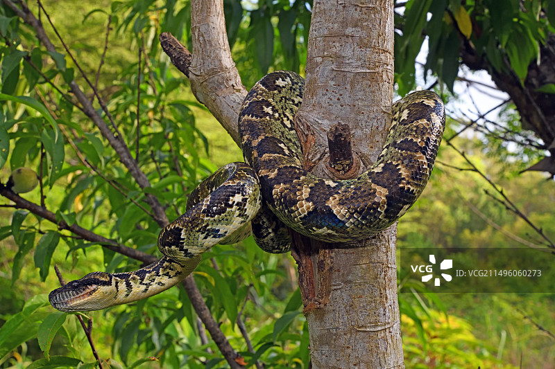 马达加斯加树蚺图片素材