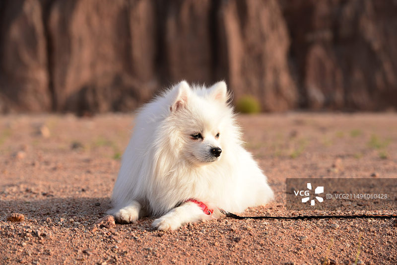 温宿大峡谷中的小狗图片素材