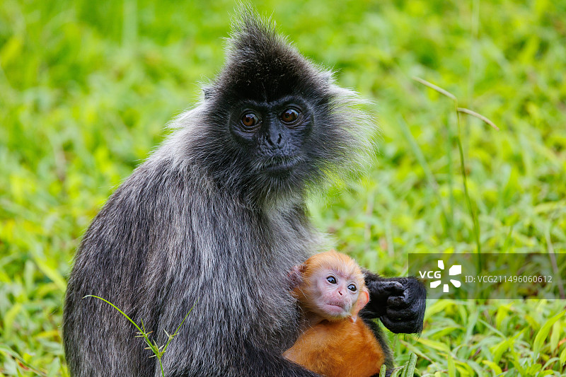 银色叶猴或银色长尾猴（戴帽叶猴），幼猴（橙色）与母猴，马来西亚沙巴拉卜湾保护区，东南亚图片素材