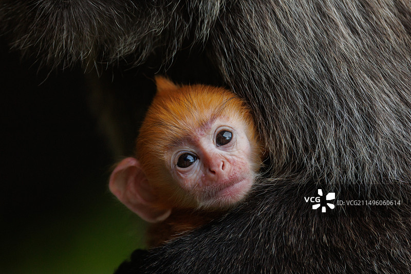 银色叶猴或银色长尾猴（戴帽叶猴），幼猴（橙色）与母猴，马来西亚沙巴拉卜湾保护区，东南亚图片素材