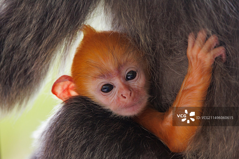 银色叶猴或银色长尾猴（戴帽叶猴），幼猴（橙色）与母猴，马来西亚沙巴拉卜湾保护区，东南亚图片素材