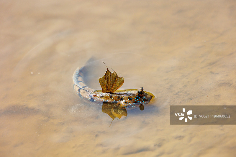 蓝点弹涂鱼图片素材