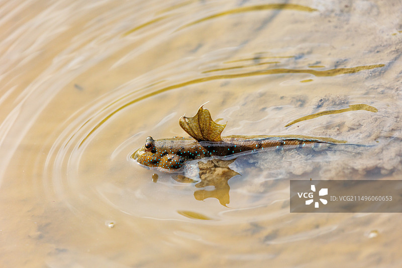 蓝点弹涂鱼图片素材