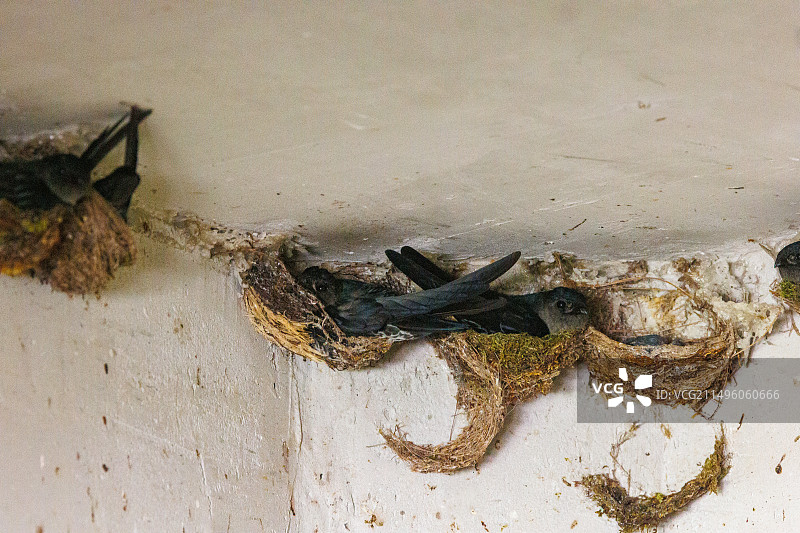 swift金丝燕（Collocalia affinis），在森林房屋的巢穴中，位于马来西亚沙巴山打根的德拉马科特森林保护区，北婆罗洲，东南亚图片素材